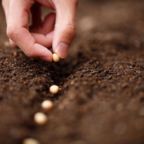N.C. Residents Warned Not to Plant Foreign Seeds