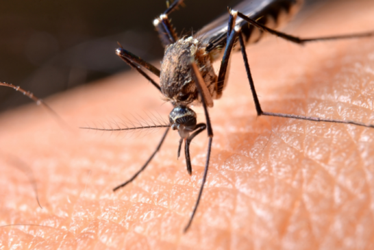 Two Cases of LA Crosse Encephalitis in Haywood