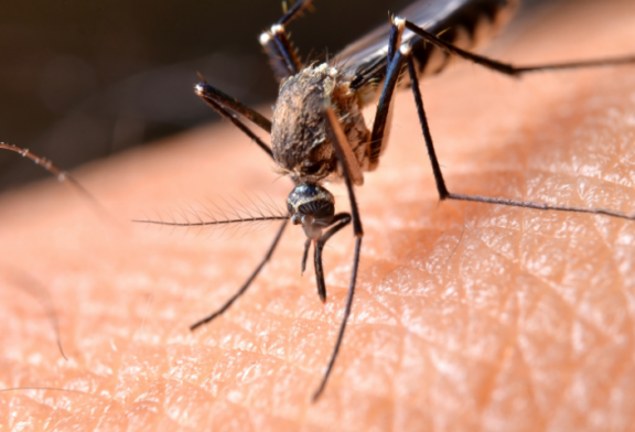 Two Cases of LA Crosse Encephalitis in Haywood