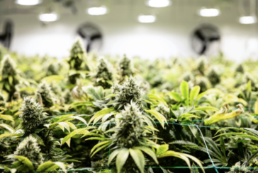 EBCI’s Medical Marijuana Harvest Begins