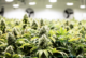 EBCI’s Medical Marijuana Harvest Begins