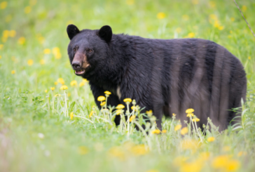 Close Encounter with Bear in GSMNP