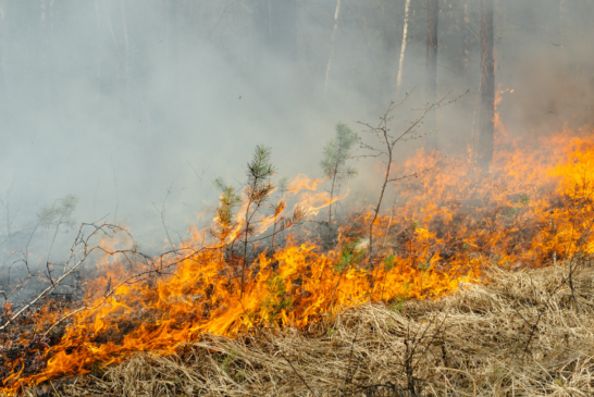 Park reports 5-10 acre wildfire on Fontana Lake shore