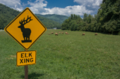 Soco Mountain Sees New Elk Signs