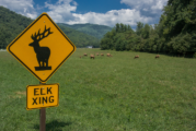 Soco Mountain Sees New Elk Signs