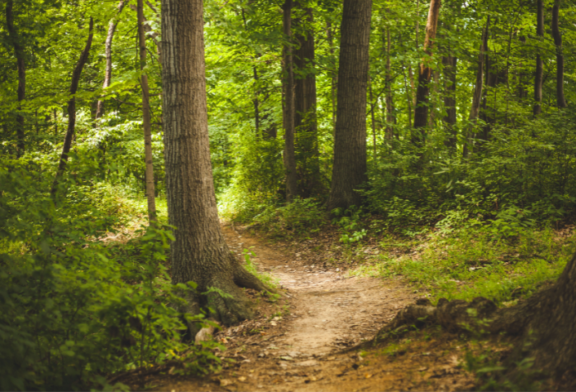 Forest Service Restoring 800 Acres