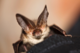 Endangered Bats Under Threat?