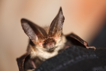 Endangered Bats Under Threat?
