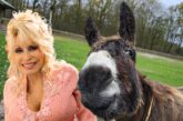 Miniature Donkey Dolly Parton Makes Surprise Getaway in Michigan