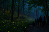 Annual Synchronous Firefly Viewing Lottery