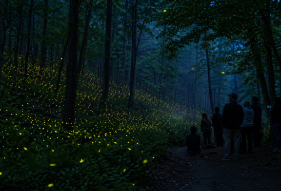 Annual Synchronous Firefly Viewing Lottery