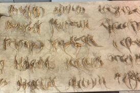 Ginseng Poaching in GSMNP