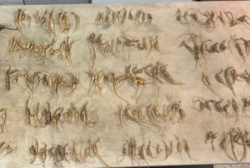 Ginseng Poaching in GSMNP