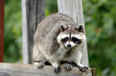 Rabies Vaccine Bait Drops Begin