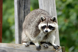 Rabies Vaccine Bait Drops Begin