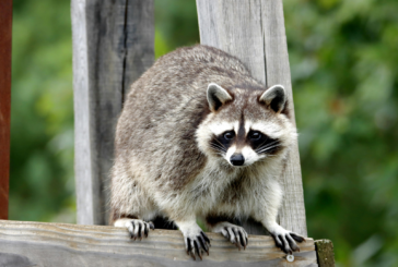 Rabies Vaccine Bait Drops Begin