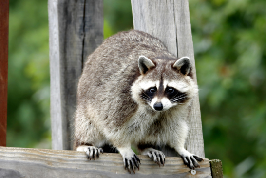 Rabies Vaccine Bait Drops Begin
