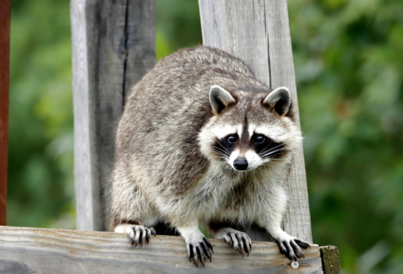 Rabies Vaccine Bait Drops Begin