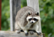 Rabies Vaccine Bait Drops Begin